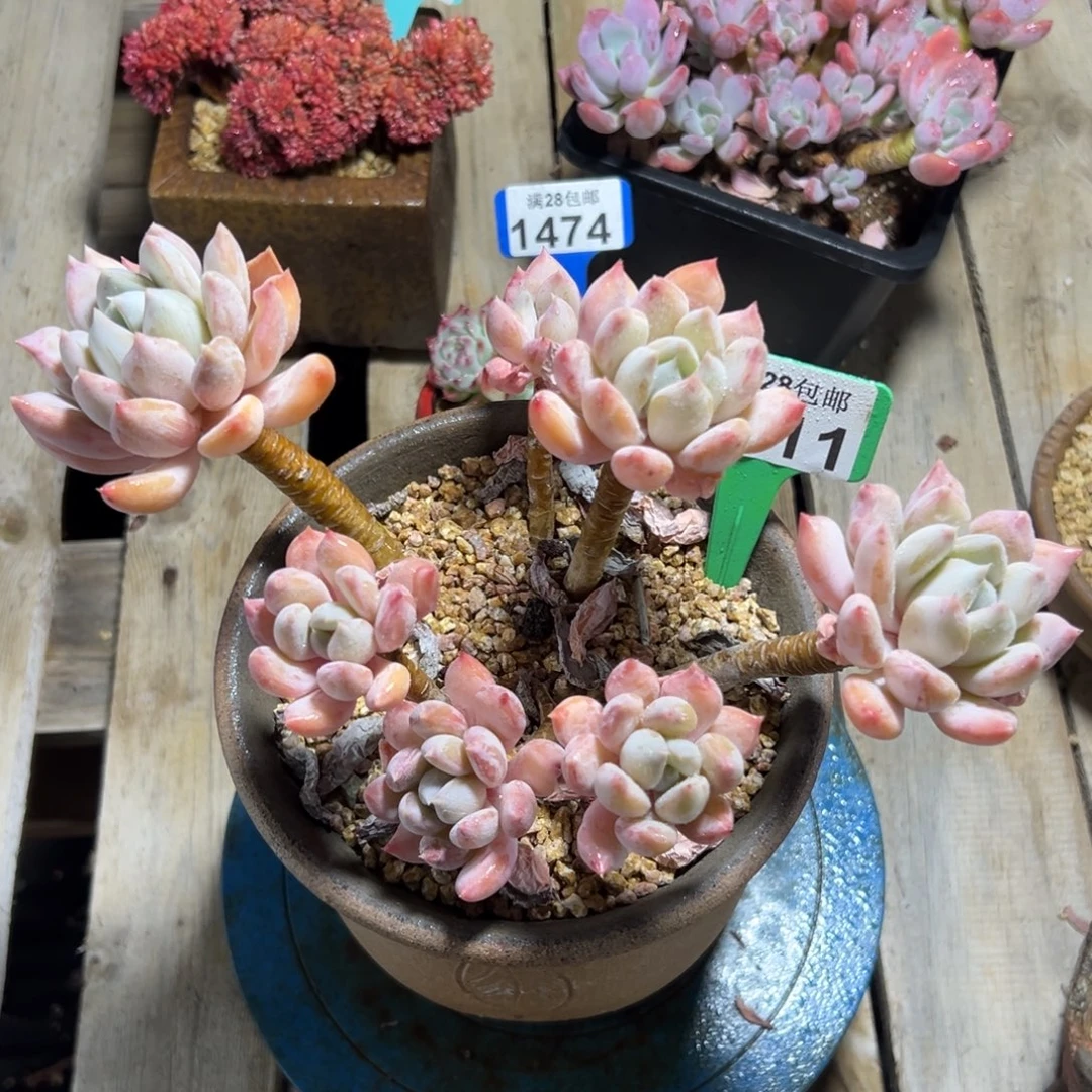 1311胖美人，冠服23