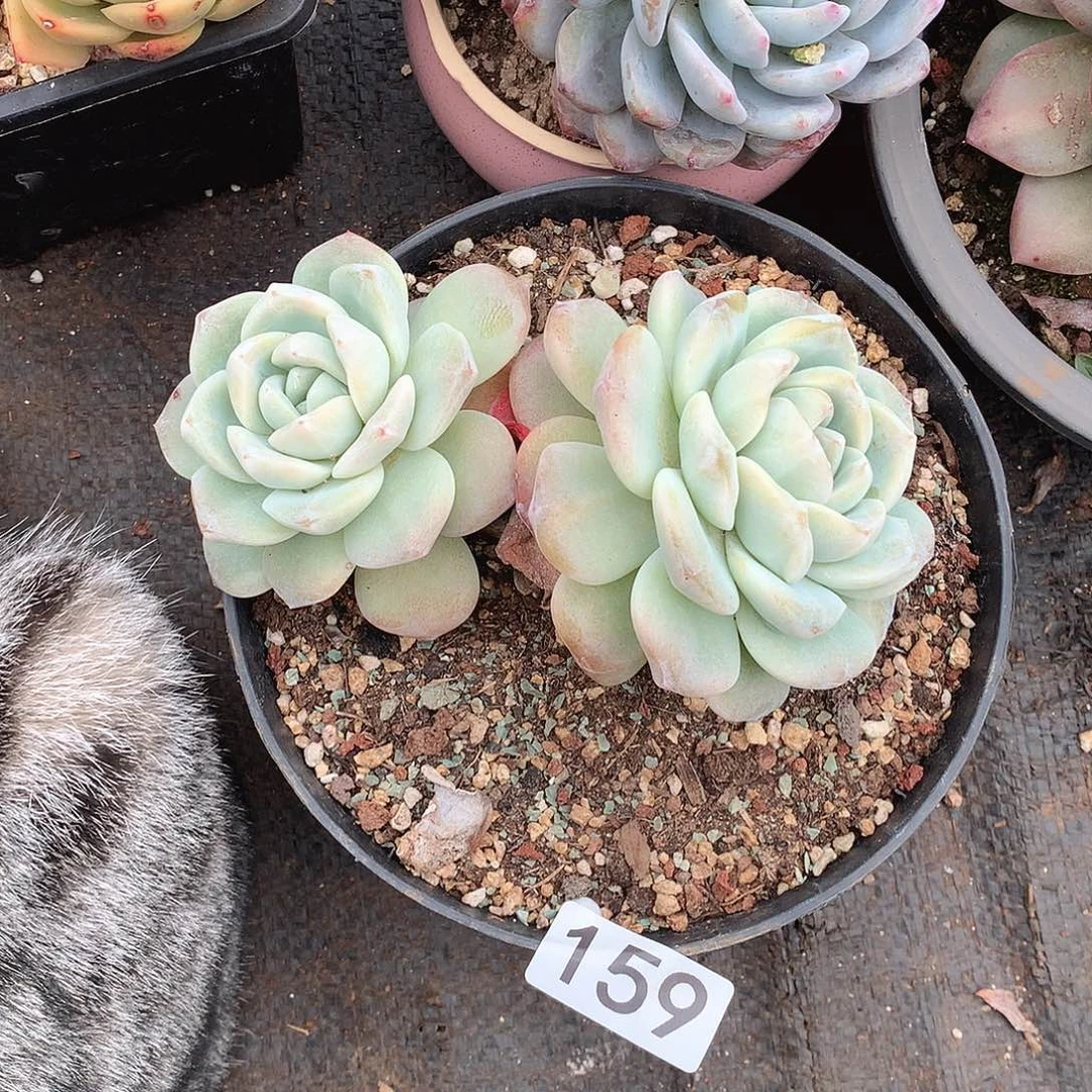 159冰玉一物一拍多肉