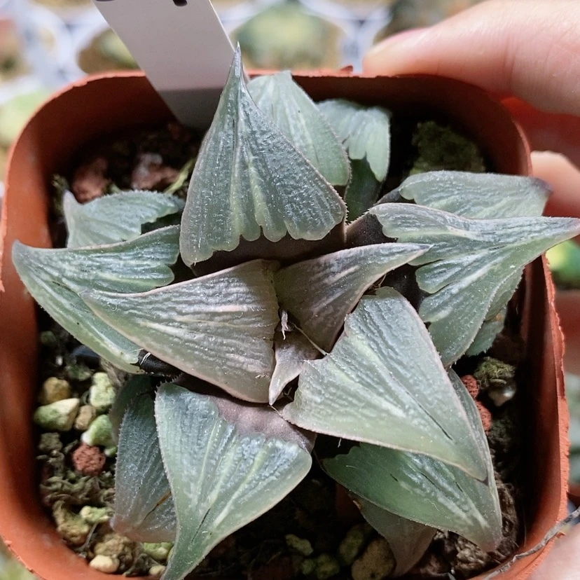 【闪购商品】34芭提雅泉水