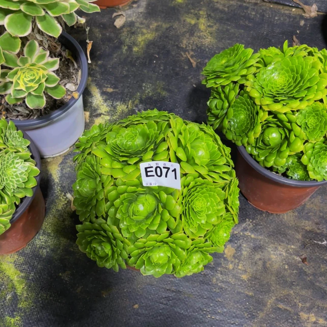 【闪购商品】07100