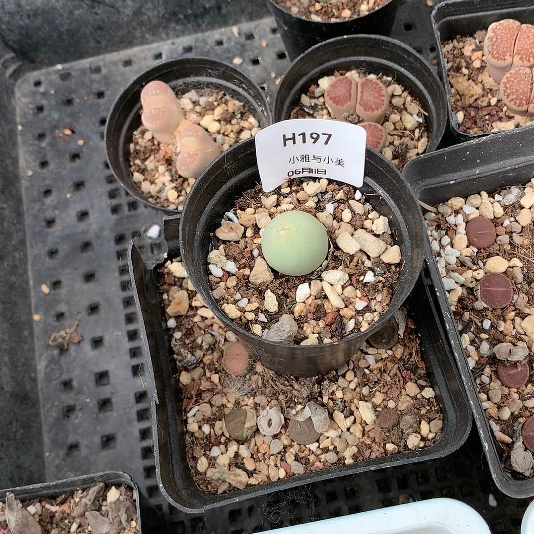 H197多肉植物保护研究所