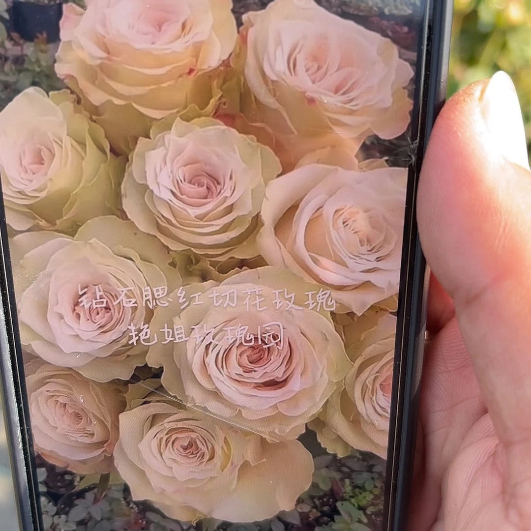 无花朵———砖石腮红 福利