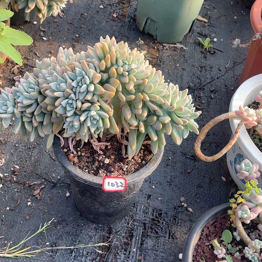 1032淡雪缀淡雪缀 一物一拍多肉