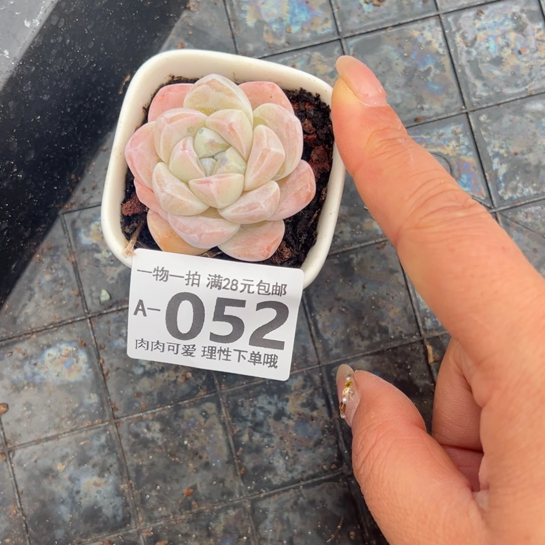 冰玉带盆多肉多肉多肉多肉