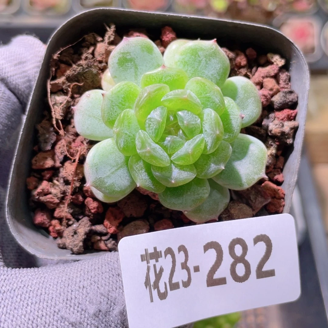 花利美23-282白色恋人