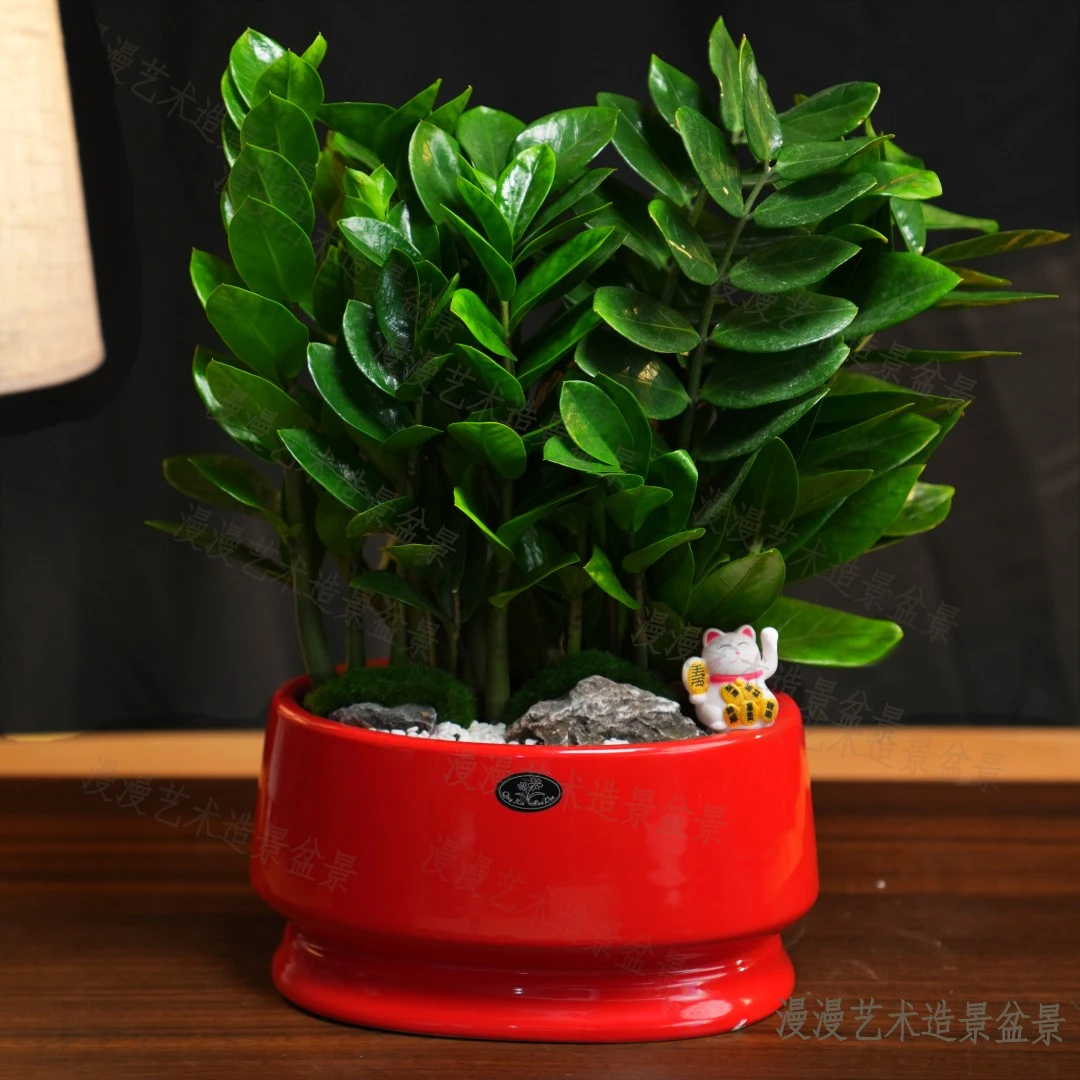 红红火火陶瓷盆净化空气观叶植物金钱树组合盆景盆栽