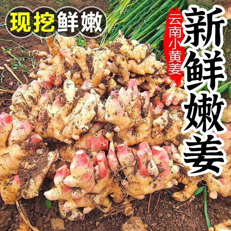 【新鲜嫩姜】2025年云南新鲜现挖小黄姜嫩姜泡姜腌制姜当季头茬生姜