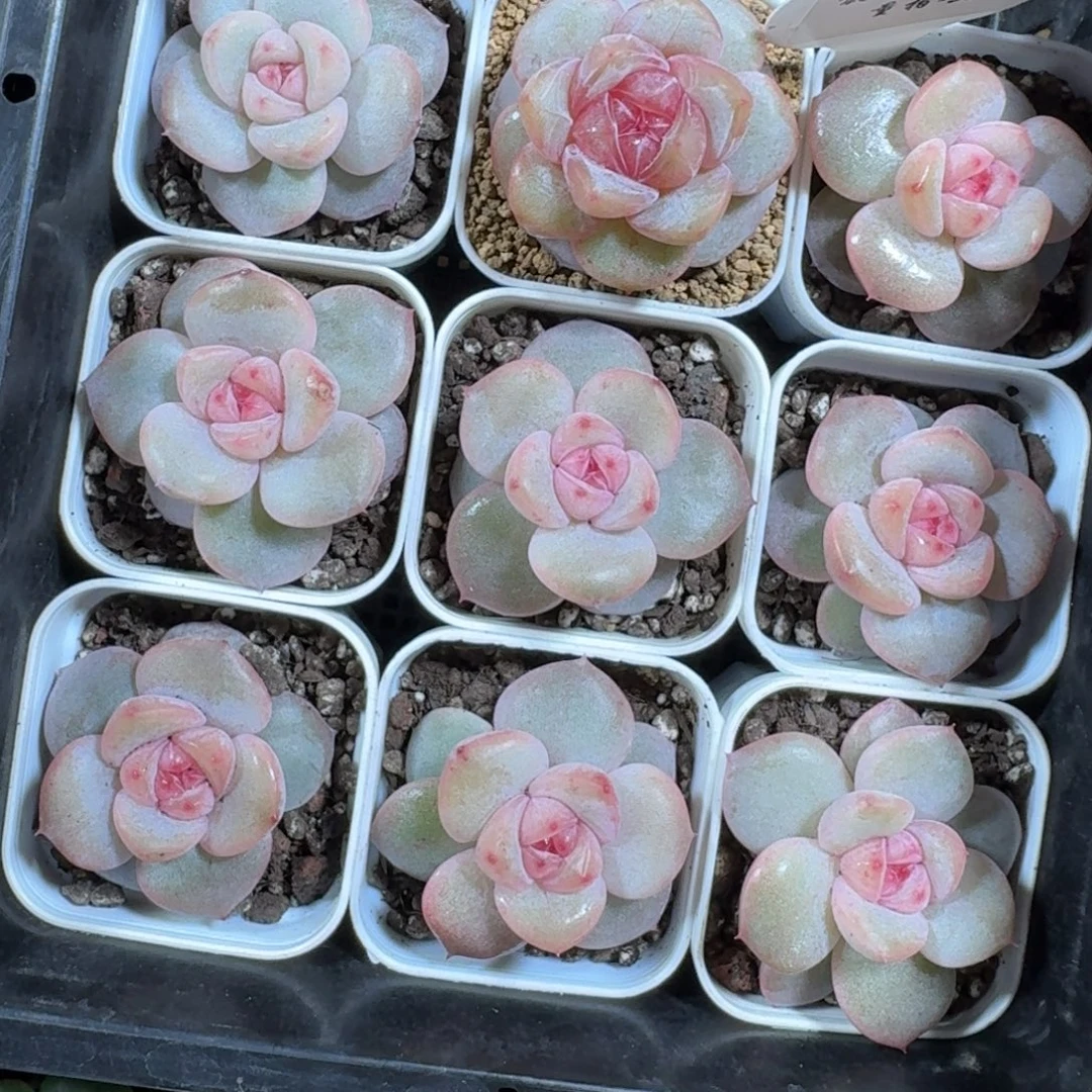 1118-050-小桃一颗量拍