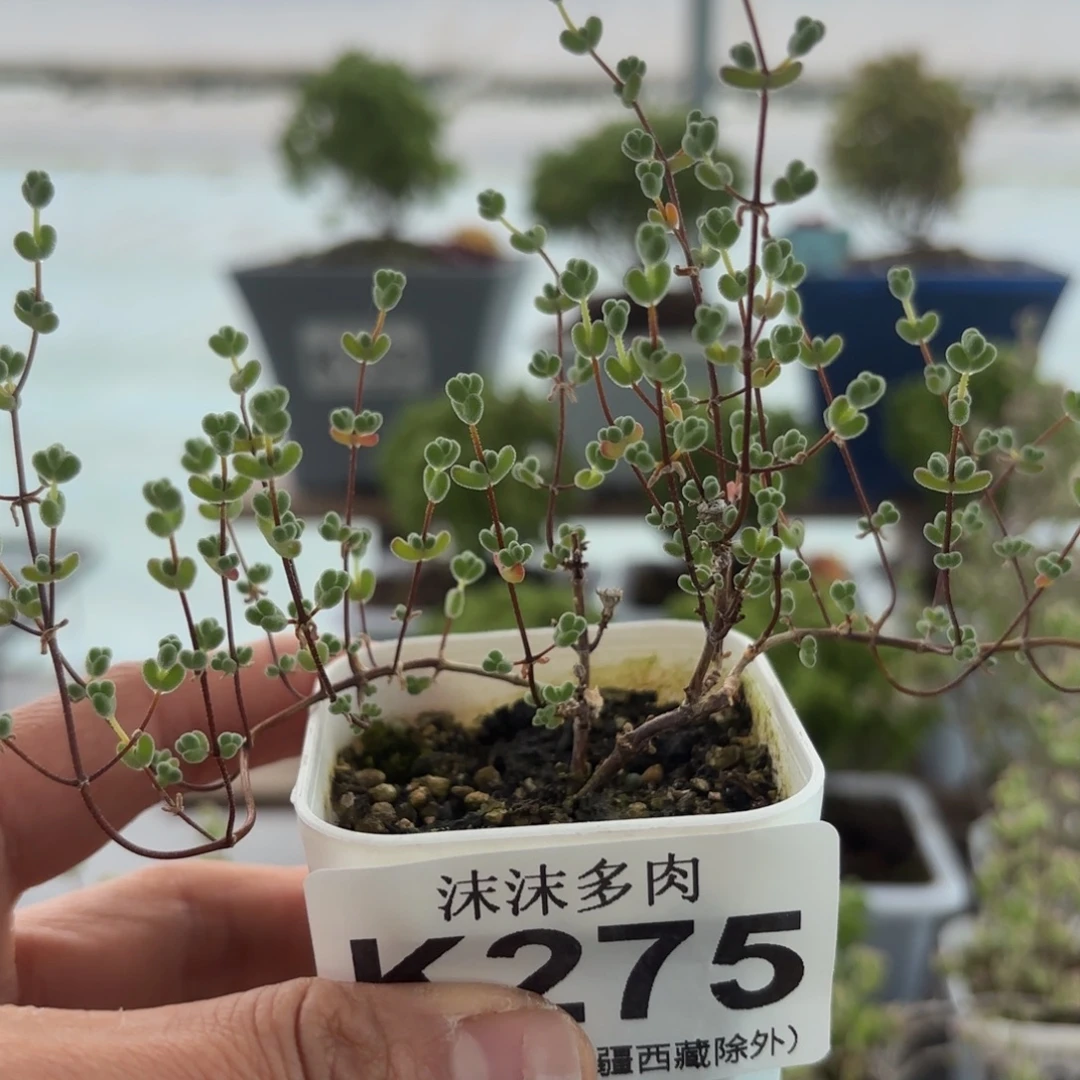 275莱斯枝干番杏炸