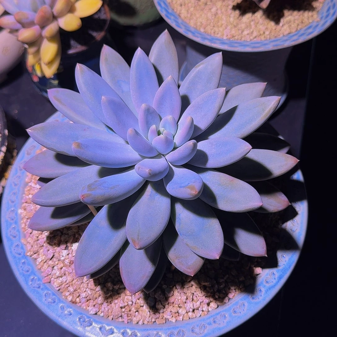 黄胖体 哥特 单头 23cm