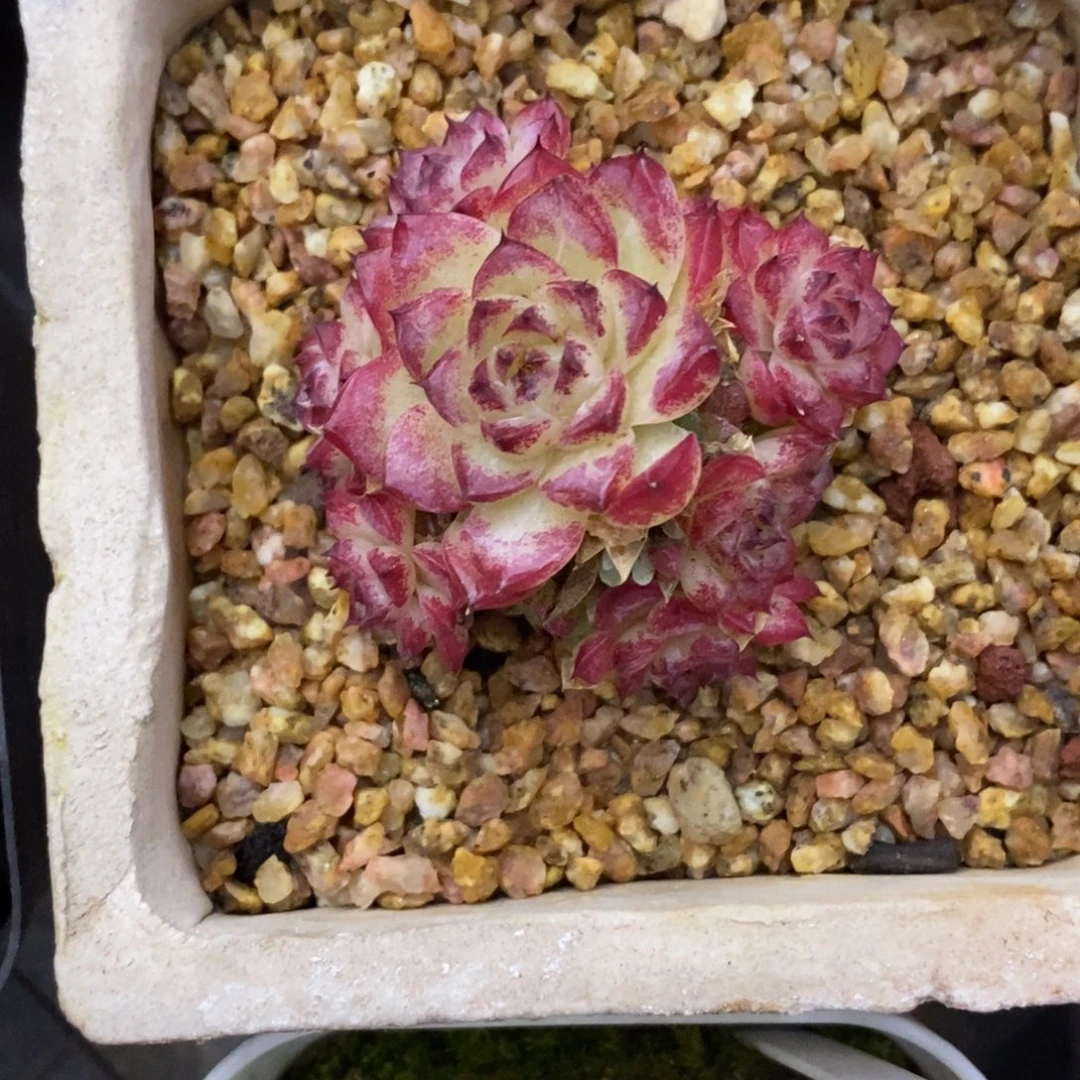 精品多肉一物一拍不包整357