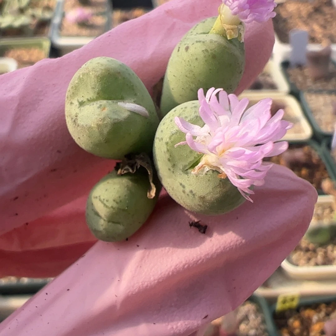 367 好看的多肉冲冲冲q