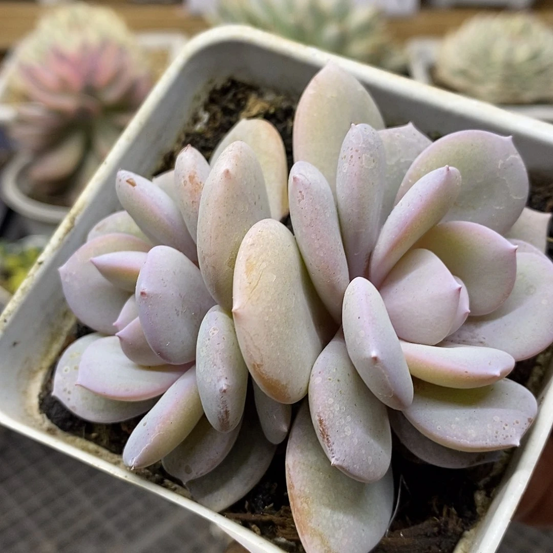 0187 奶茶双头 需延时发货