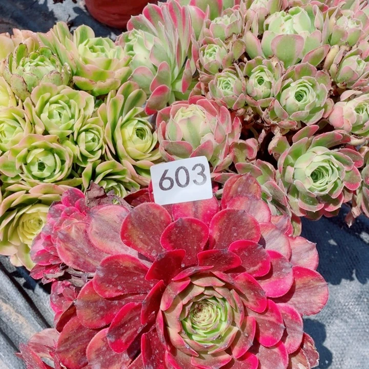 多肉植物组合603