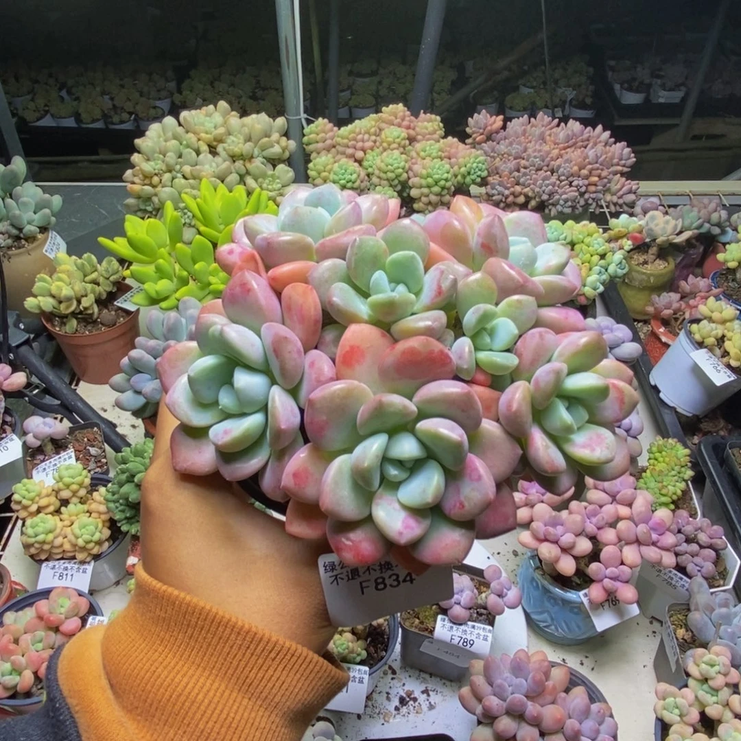 834花斑鹿多肉11cm