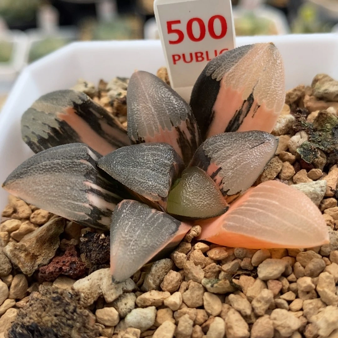500和田玉克锦一物一拍