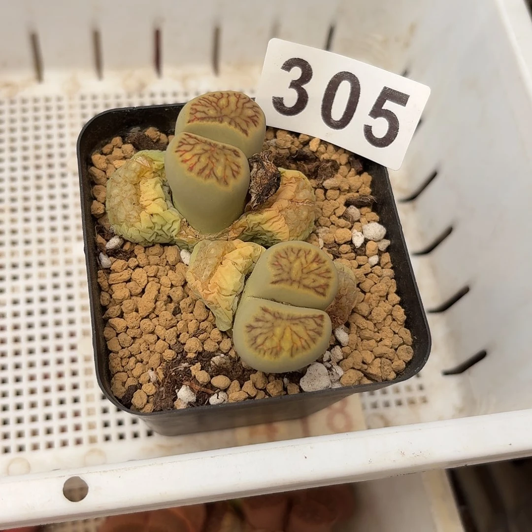 生石花一物一拍305