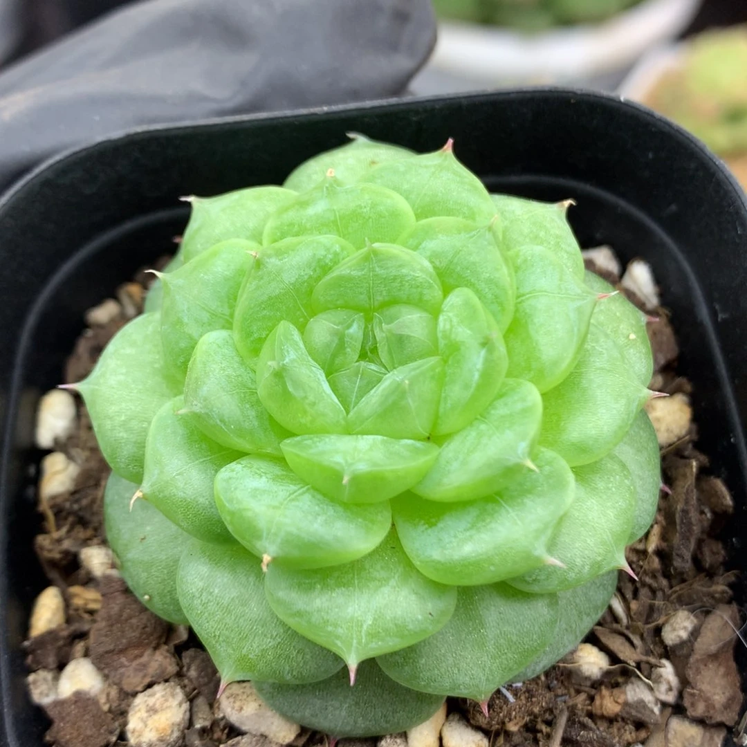 58包邮  群生不包整29