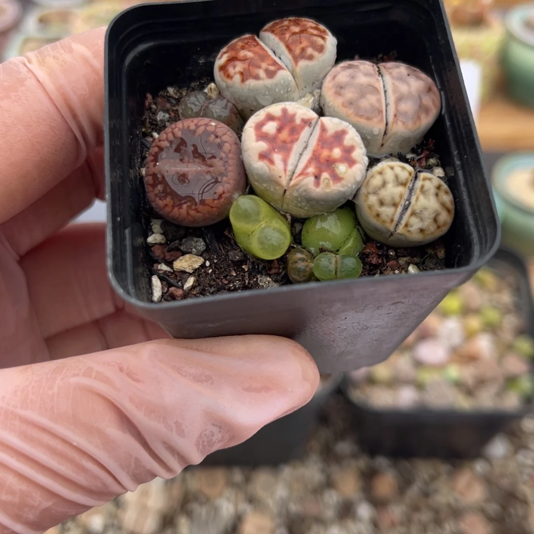 多肉植物一物一拍36