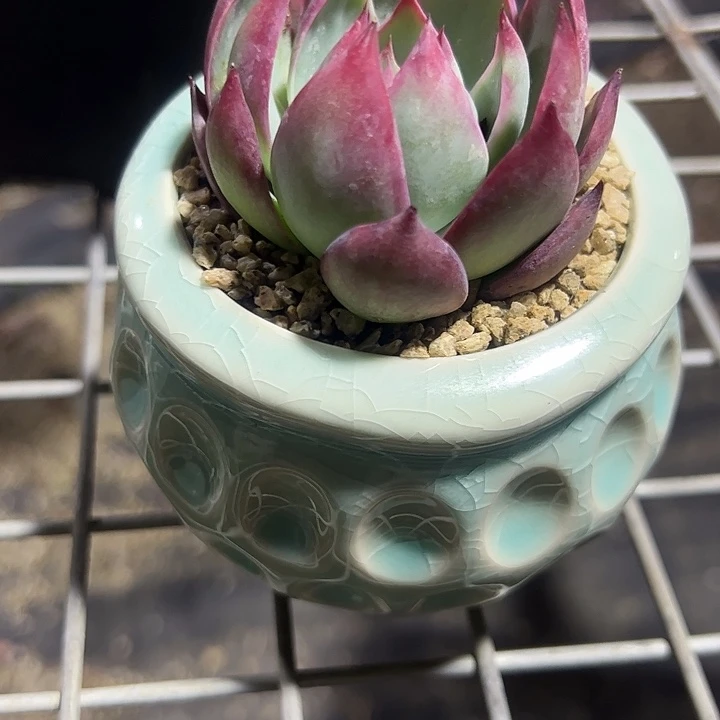 小惊鸿带蓝色猫眼石盆多肉