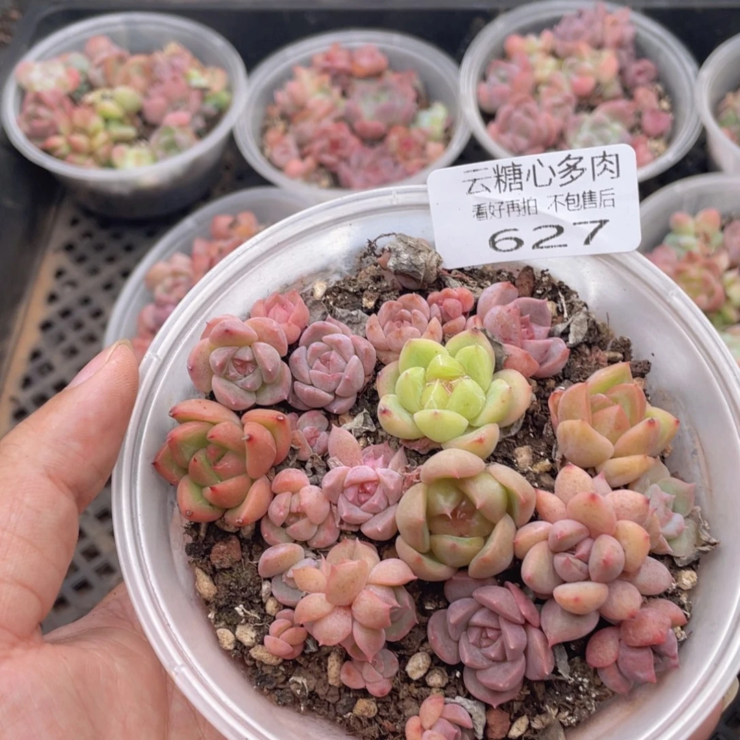 云糖心多肉植物627