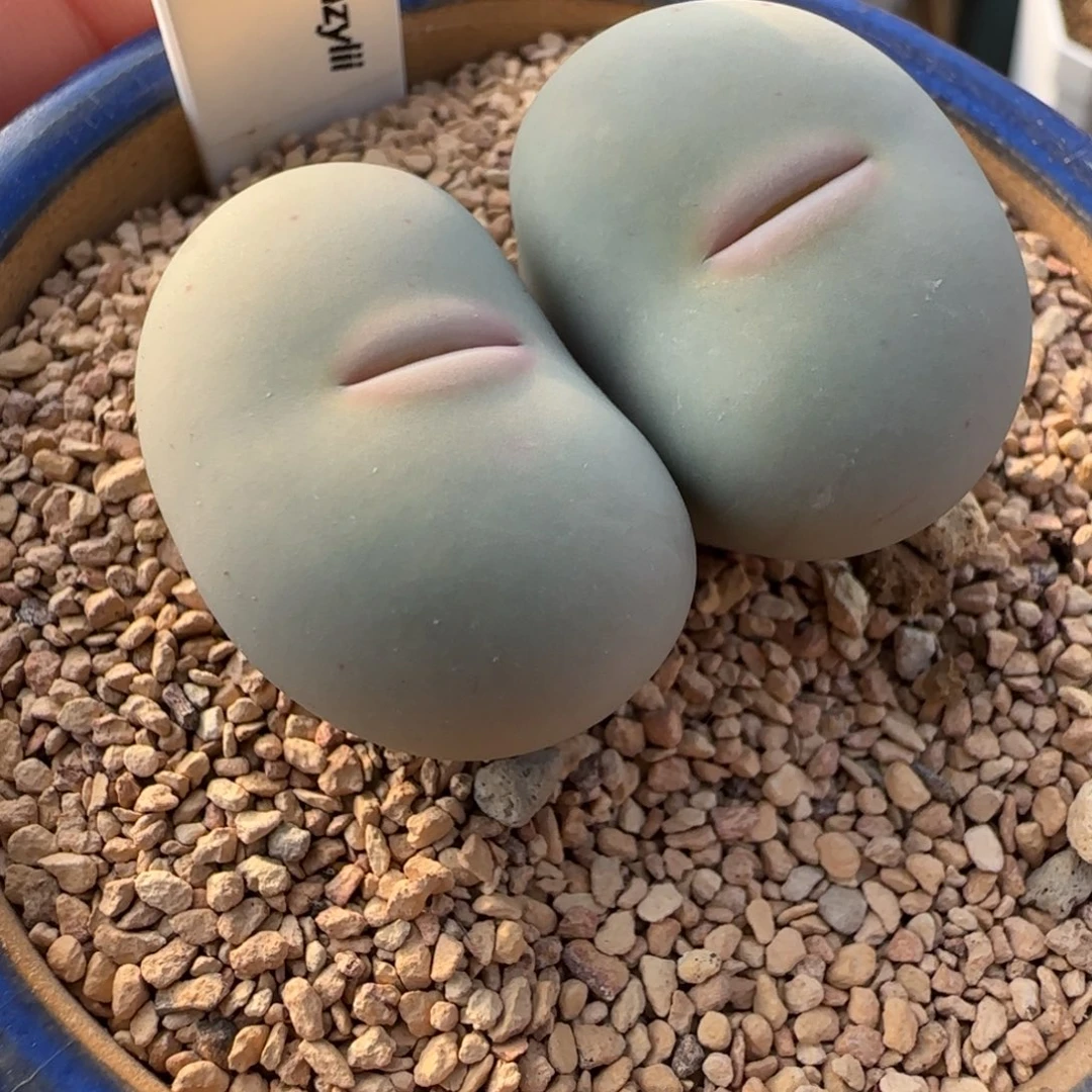 阿****多肉植物外播SH434 25号