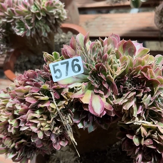 老***余多肉植物一个女神576