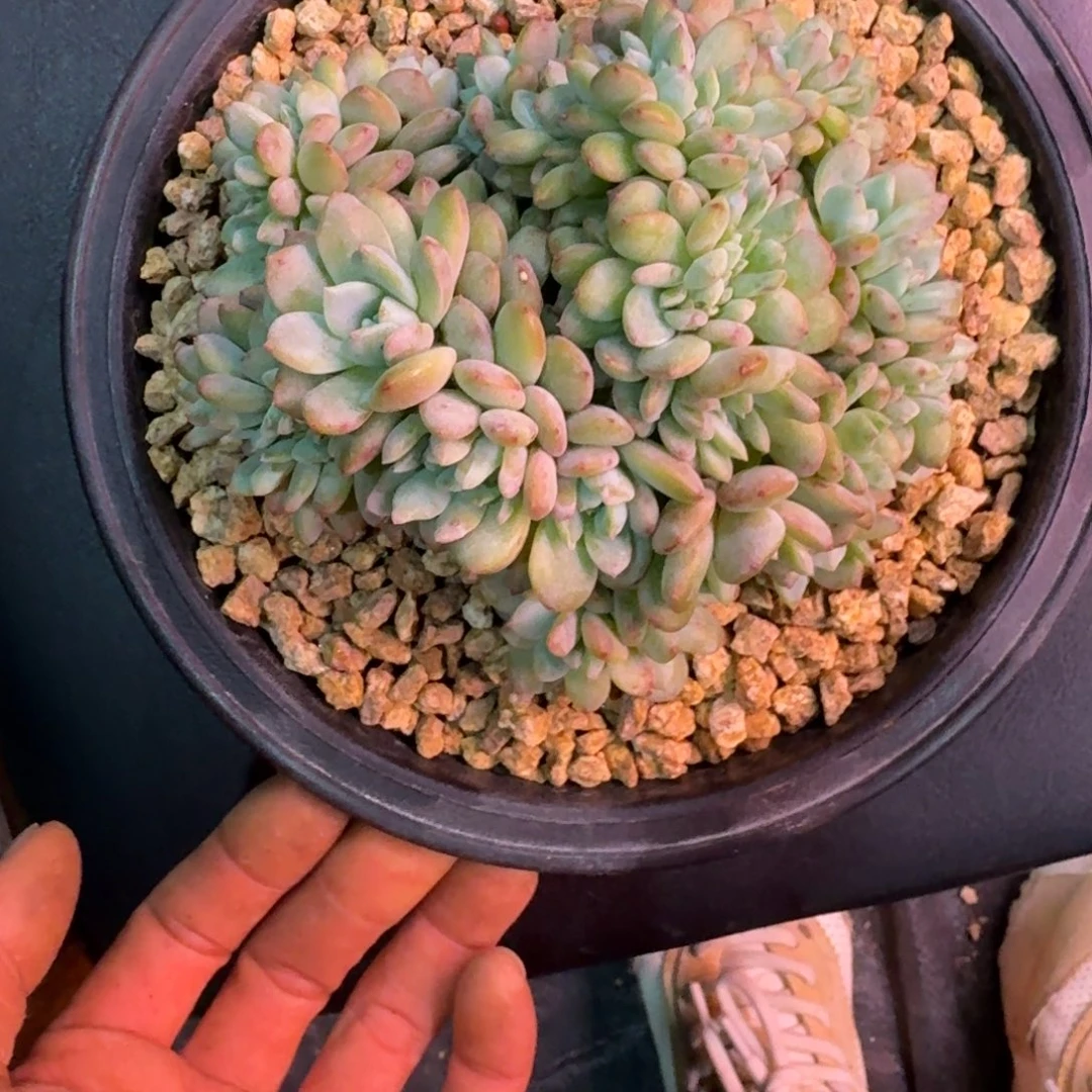 星影缀化多肉缀化