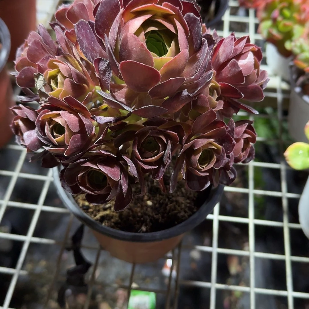 荷兰玫瑰多肉植物精品