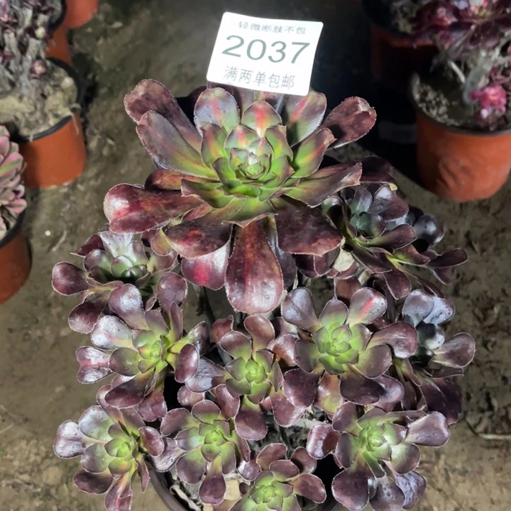 2037晚霞的人多肉的