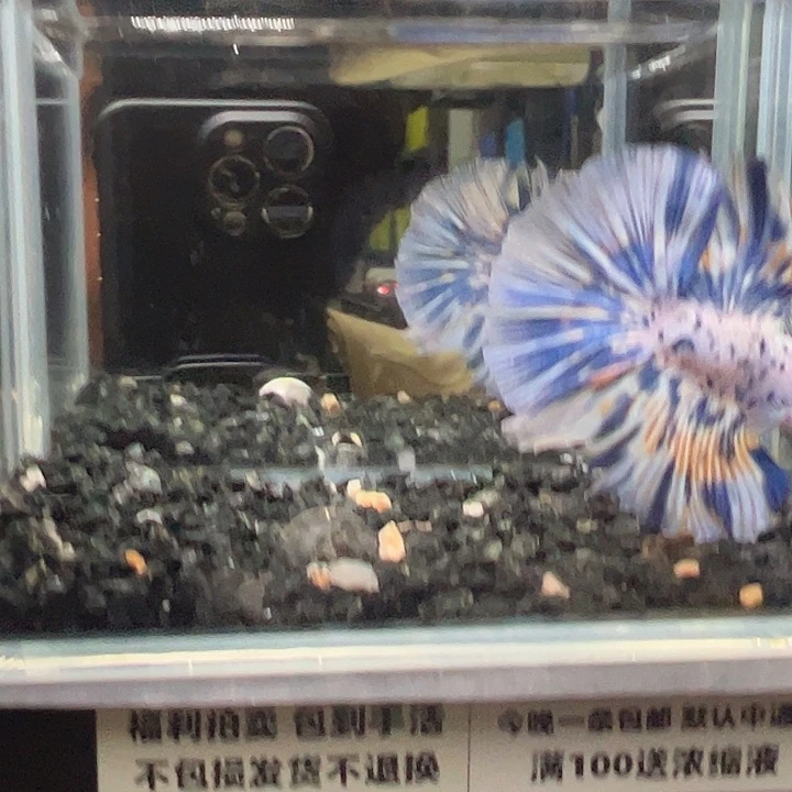 斗鱼竞拍跑单拉黑9日87