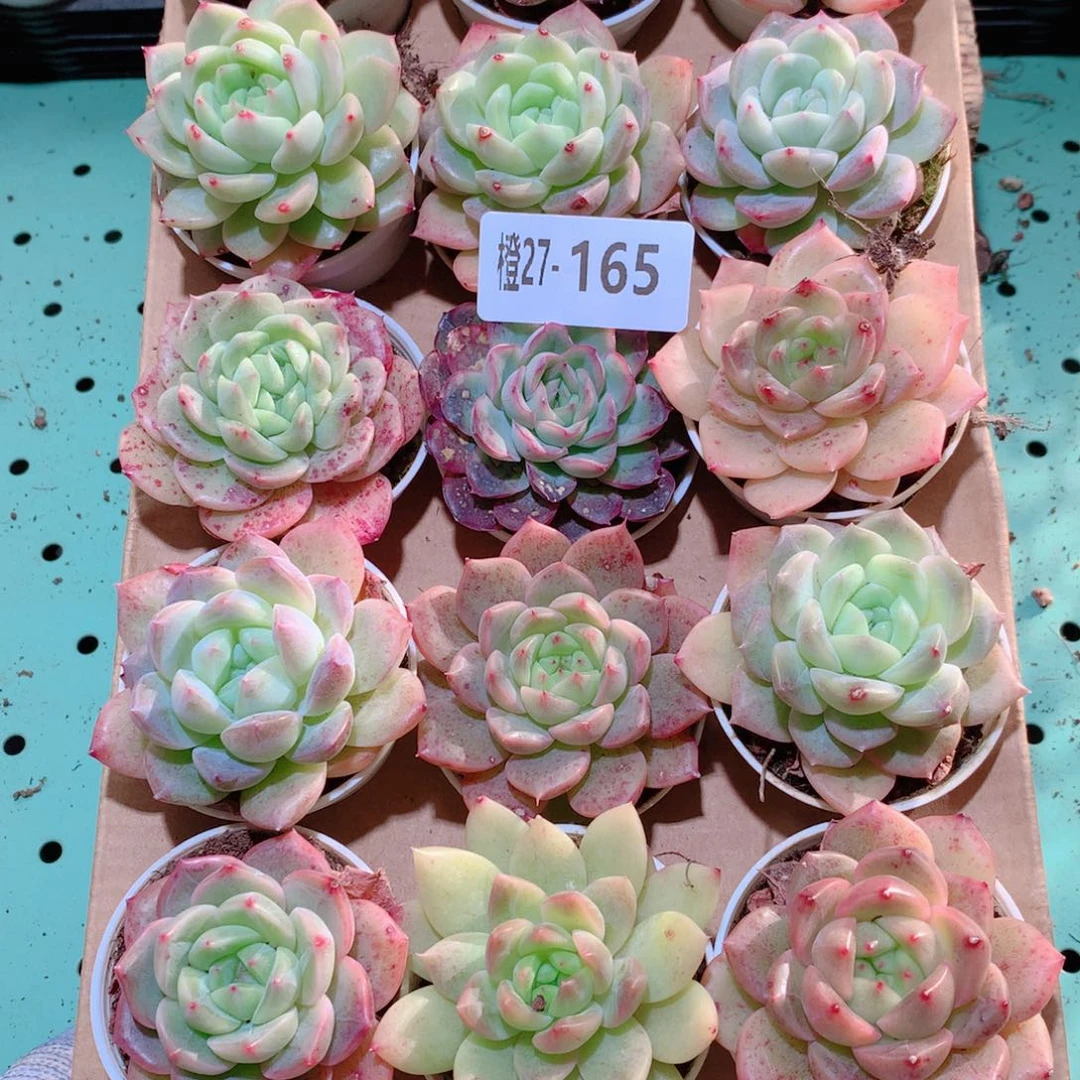 27-165一物一拍多肉带盆18颗