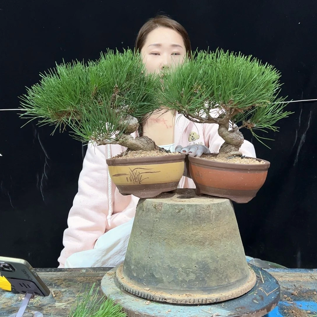 无花朵黑松盆景老盆口