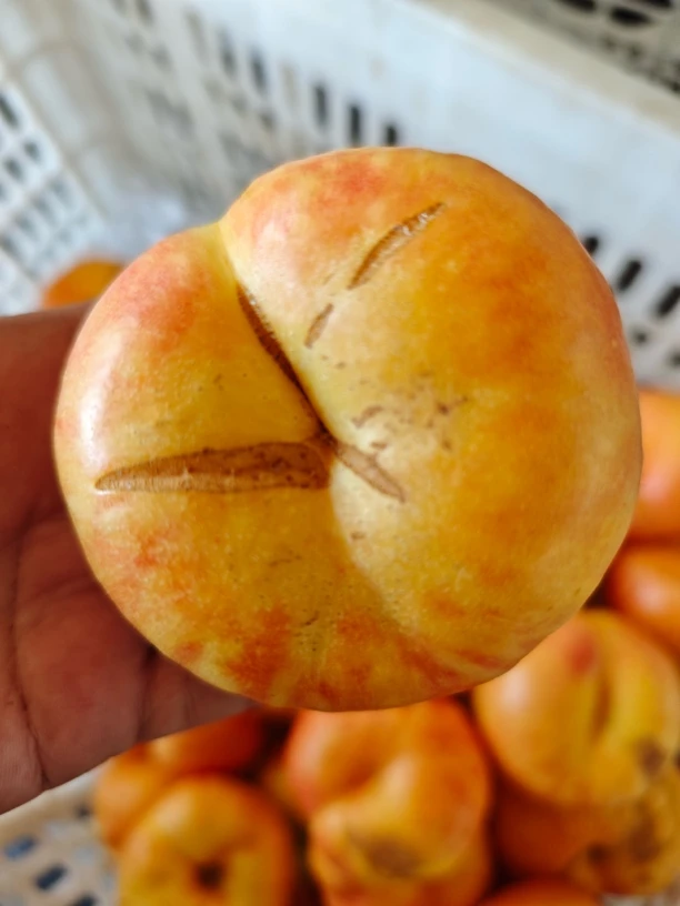 【早金霞油蟠桃】瑕疵果|表面干疤|不影响食用介意勿拍下默认不售后
