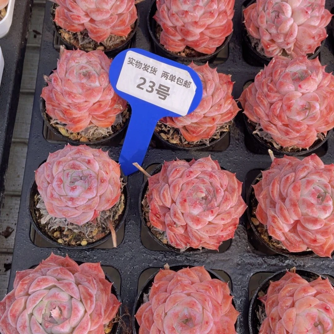 23号粉冰魄单头两个