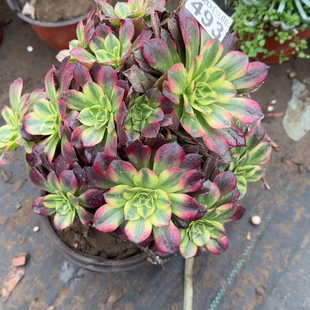 妖安娜493满20包邮断枝不包