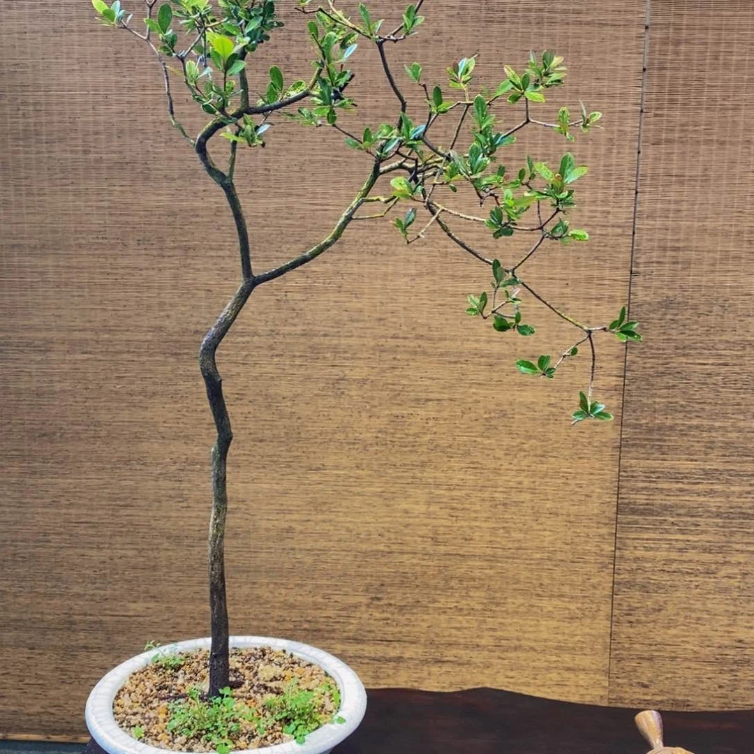 盆景盆景园博园路1254