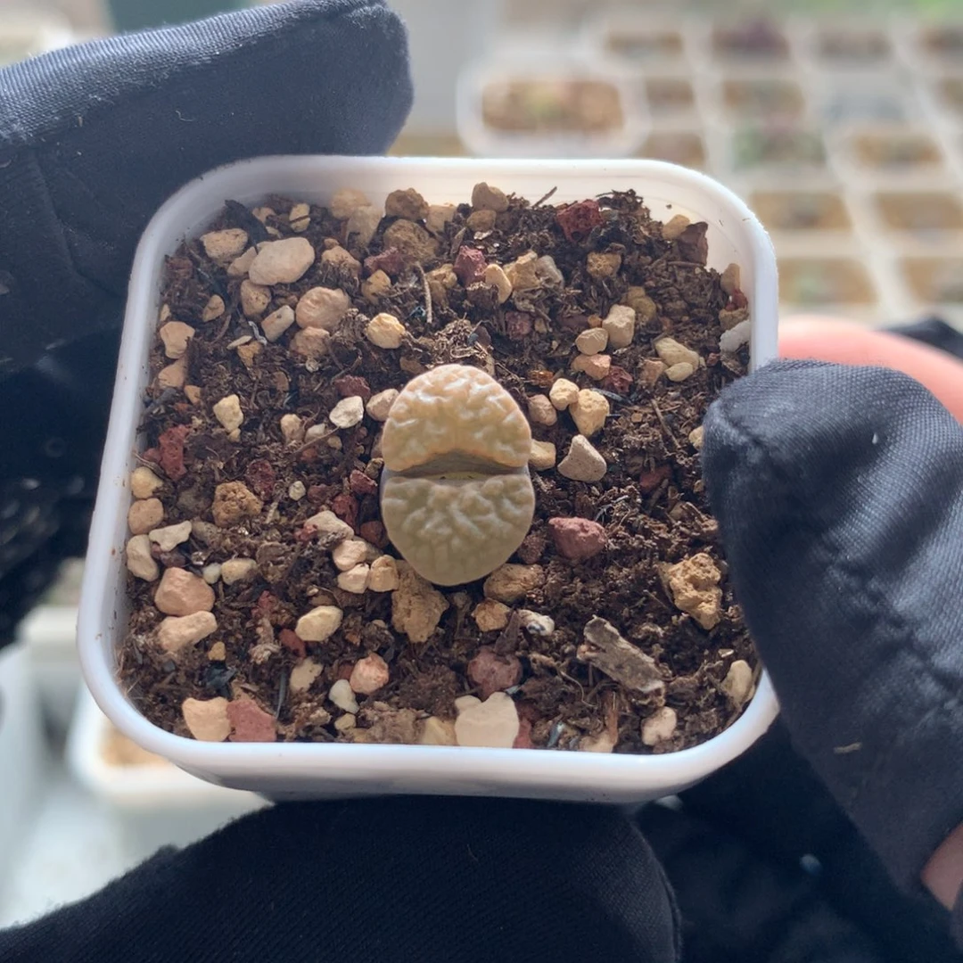 a278磁铁风铃母本