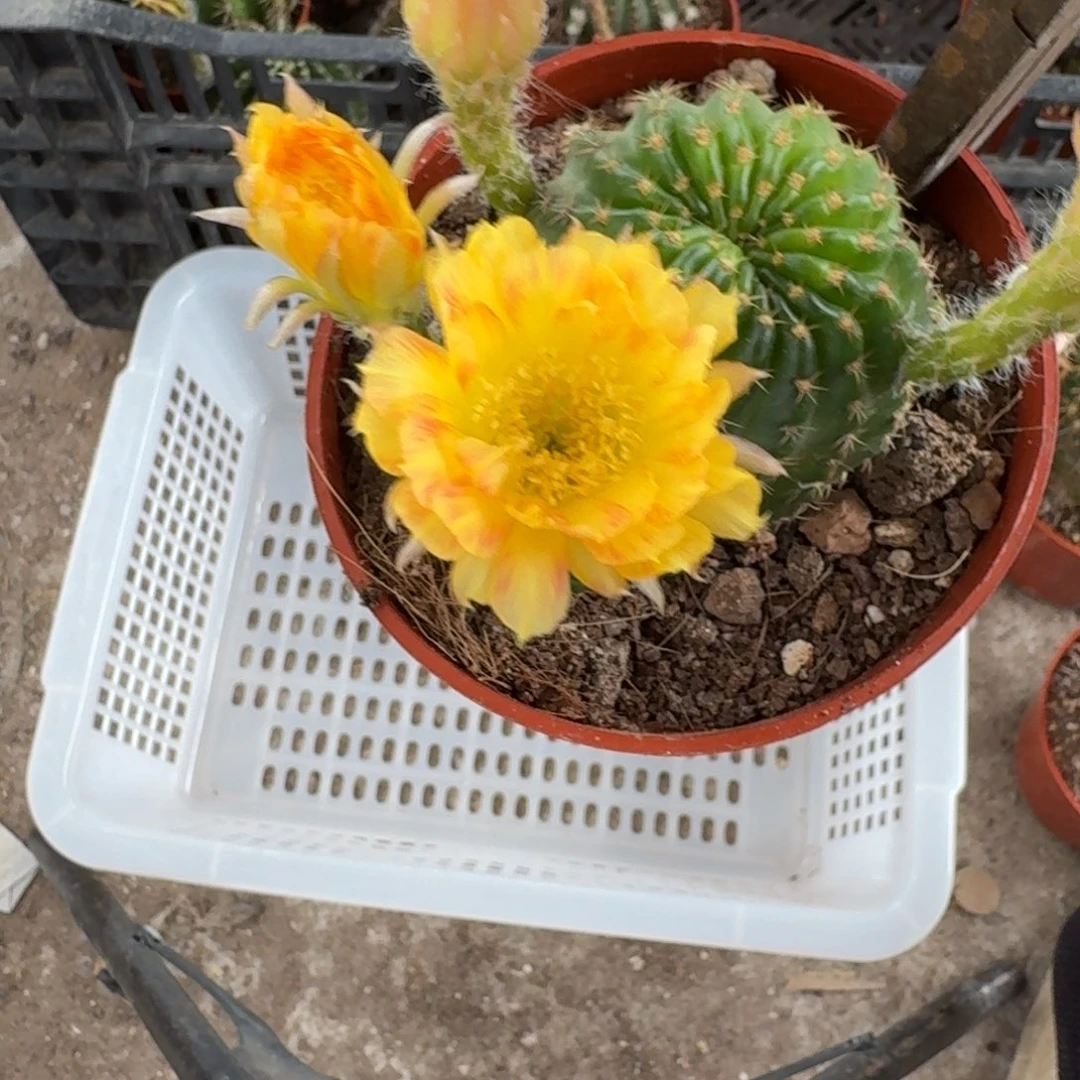 楠***万无花朵丽花哈哈哈哈哈哈哈