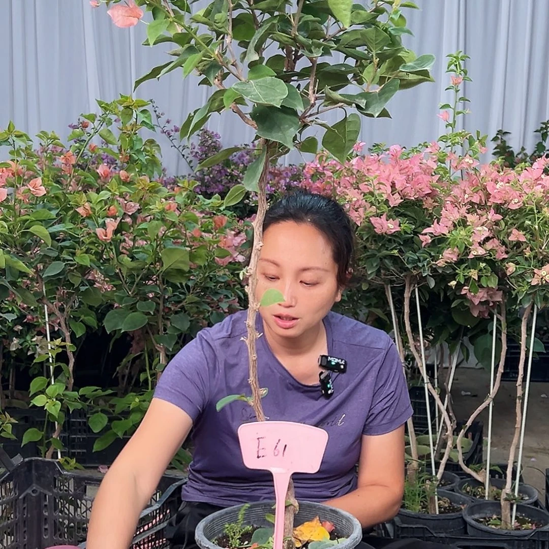 我***叮大部分花苞少量开放E61不甜