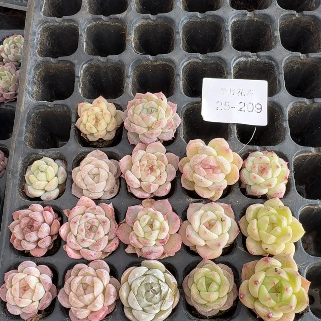 带纹路美尼珍妮糖心22颗量拍25-209