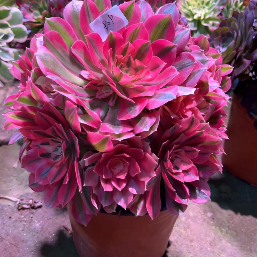 多肉植物女巫909