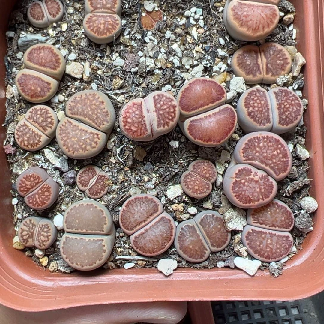 【闪购商品】245……