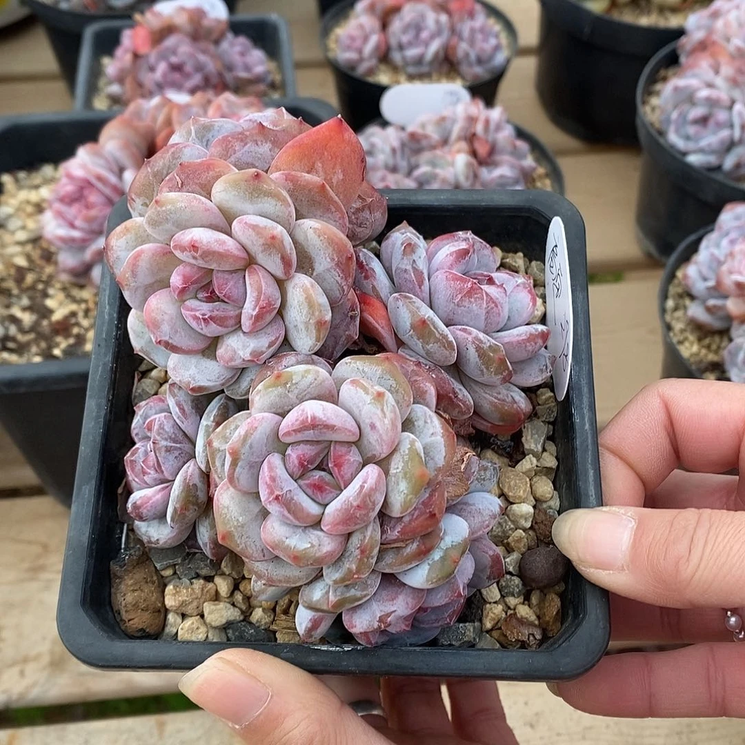 六头树短肥圆黄底