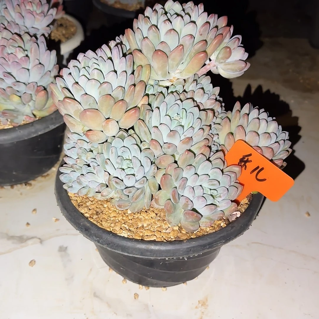 小小弟精品多肉灯美人