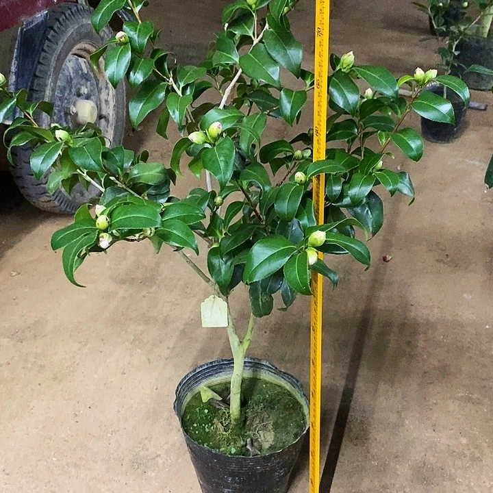 津川娇。         茶花。