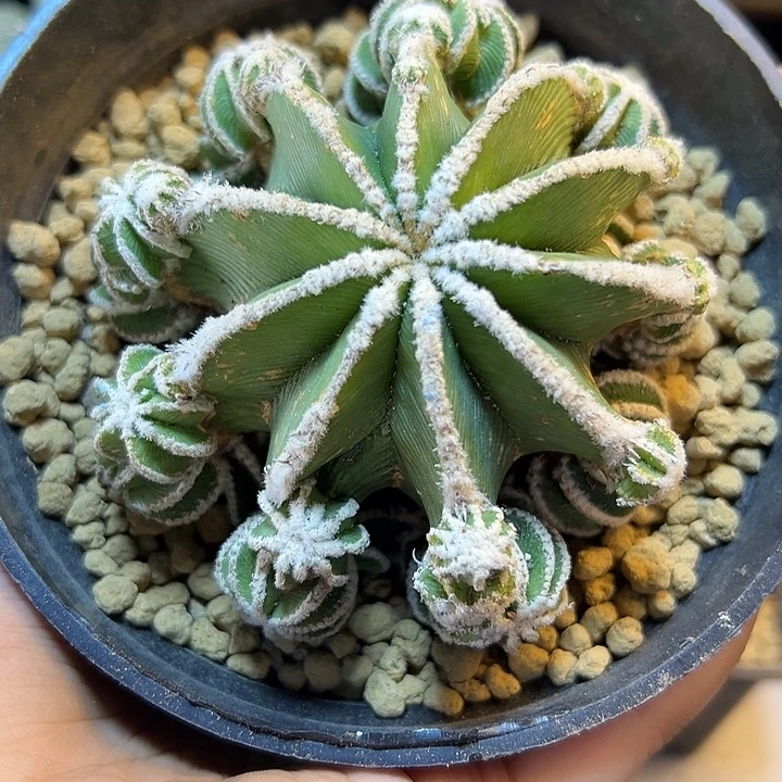 25号辛盾花笼带盆自根小木心8.5公分