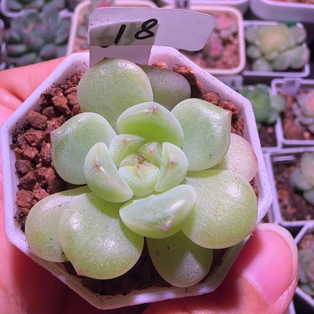 18福利615单头群生不包整