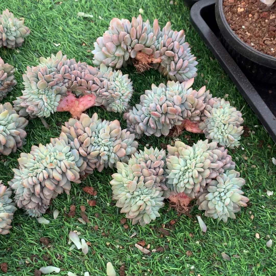 862橙子1111111111111