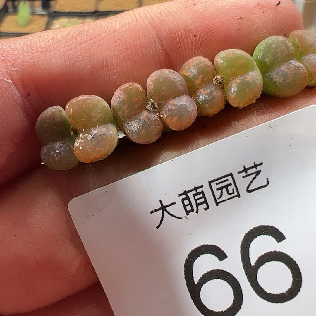 000066 一物一拍……